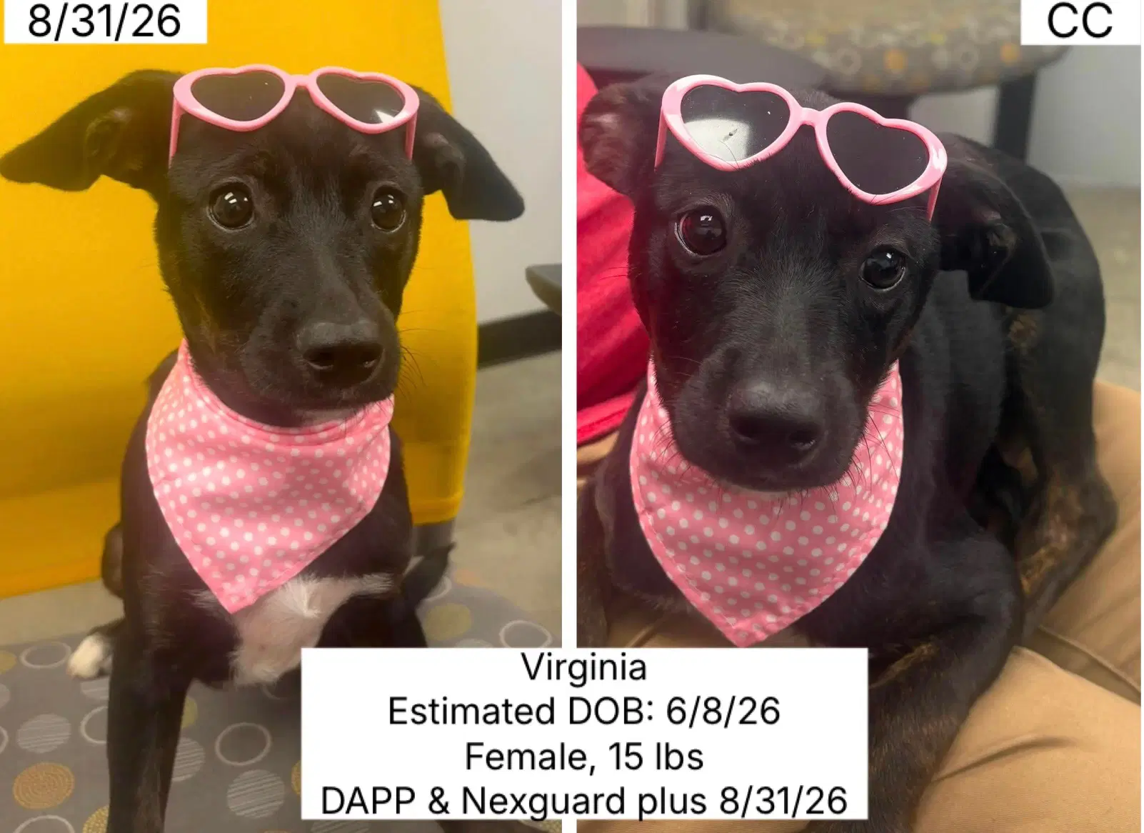 Virginia image 2