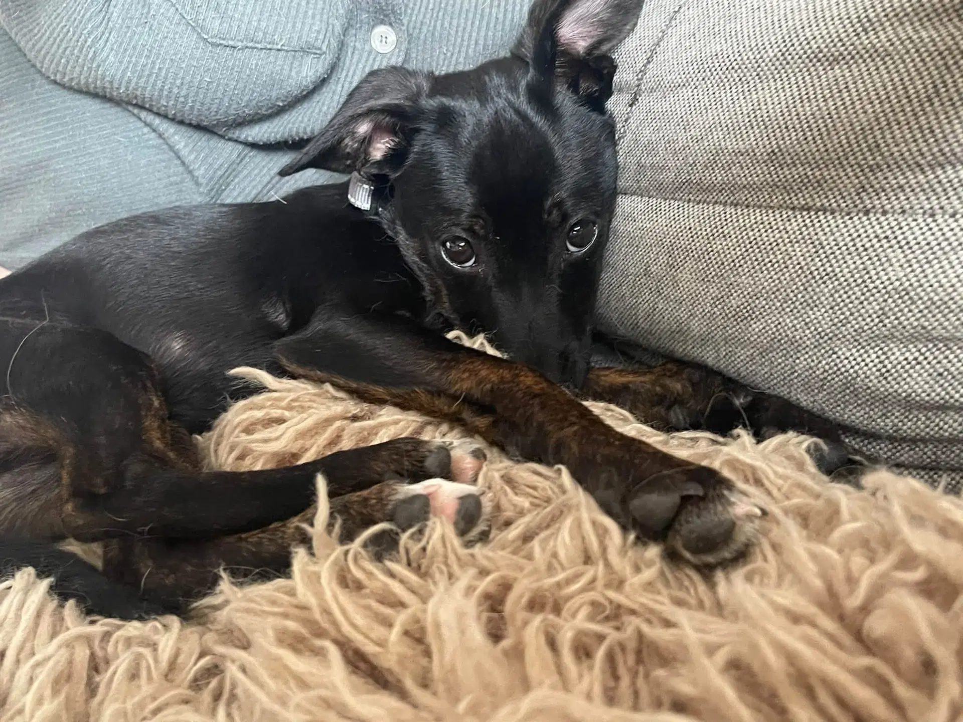 Virginia - Terrier