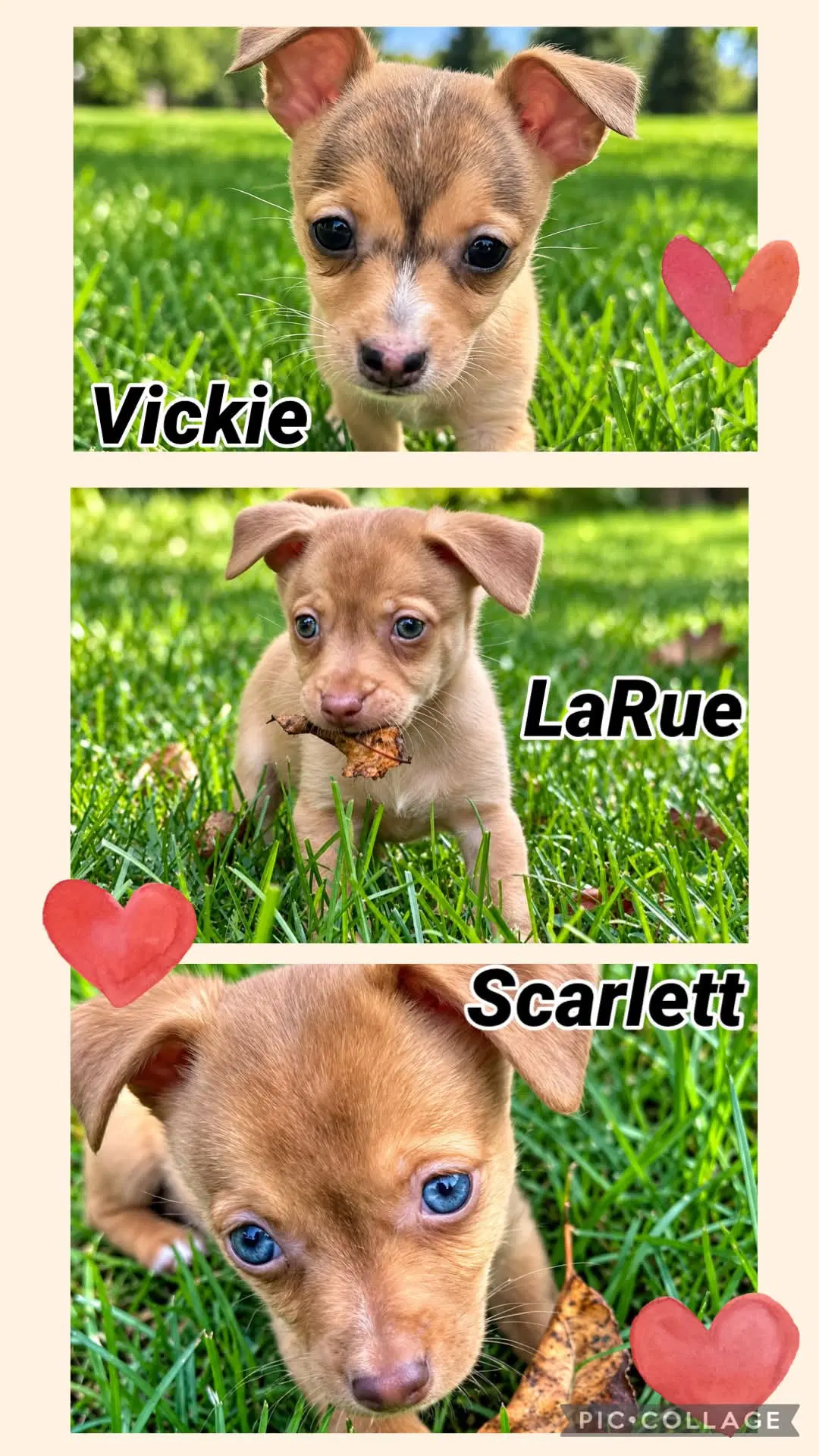 Scarlett - Chihuahua