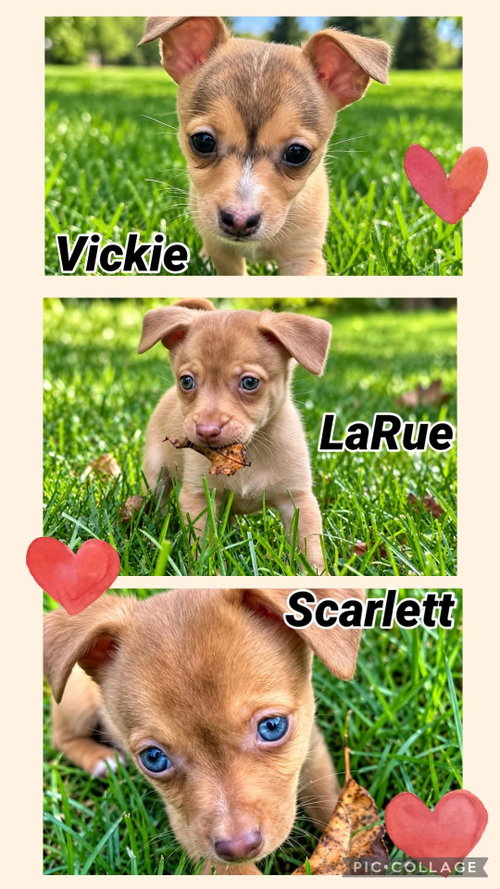 Scarlett, an adoptable dog