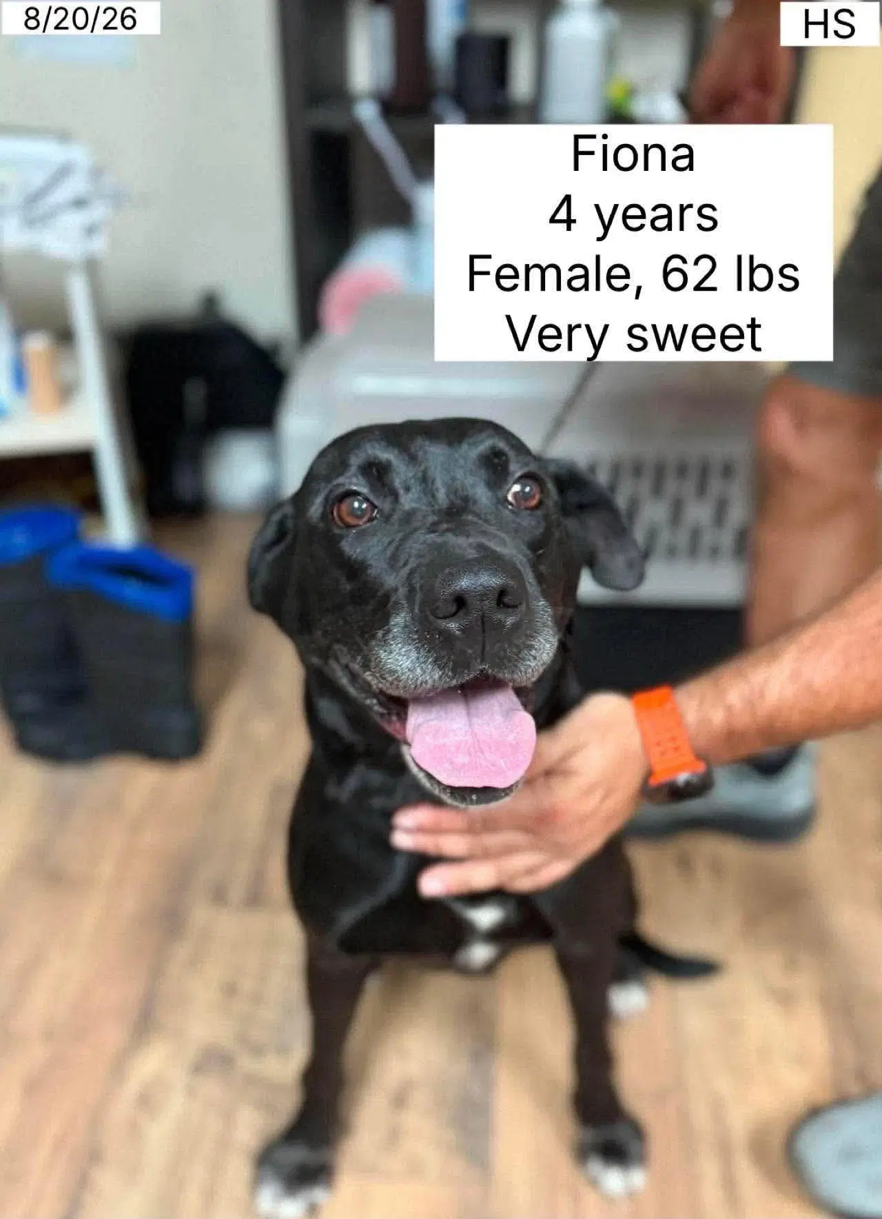 Fiona - Black Labrador Retriever