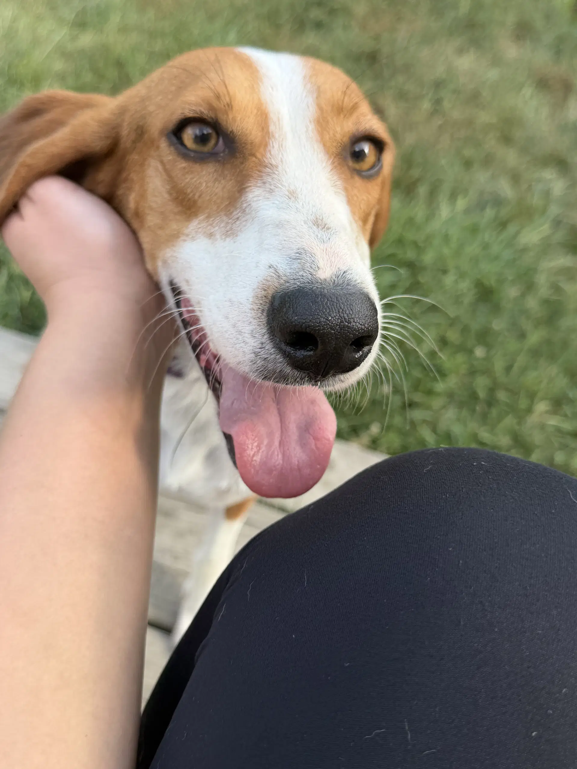 Jillian - Hound