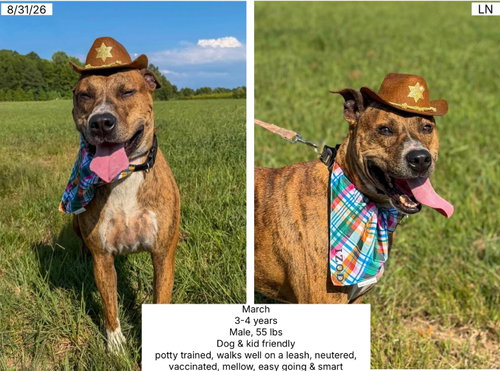 March, an adoptable dog