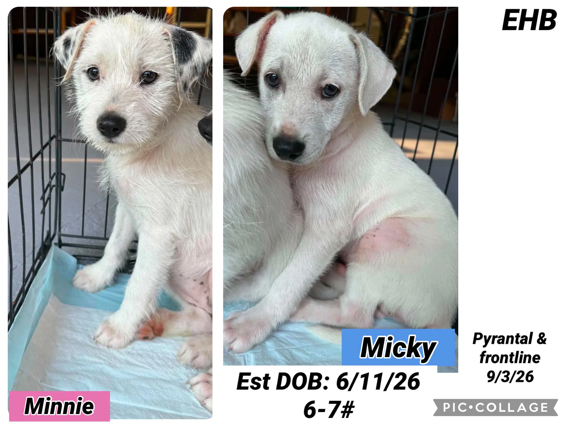 Mickey - Terrier