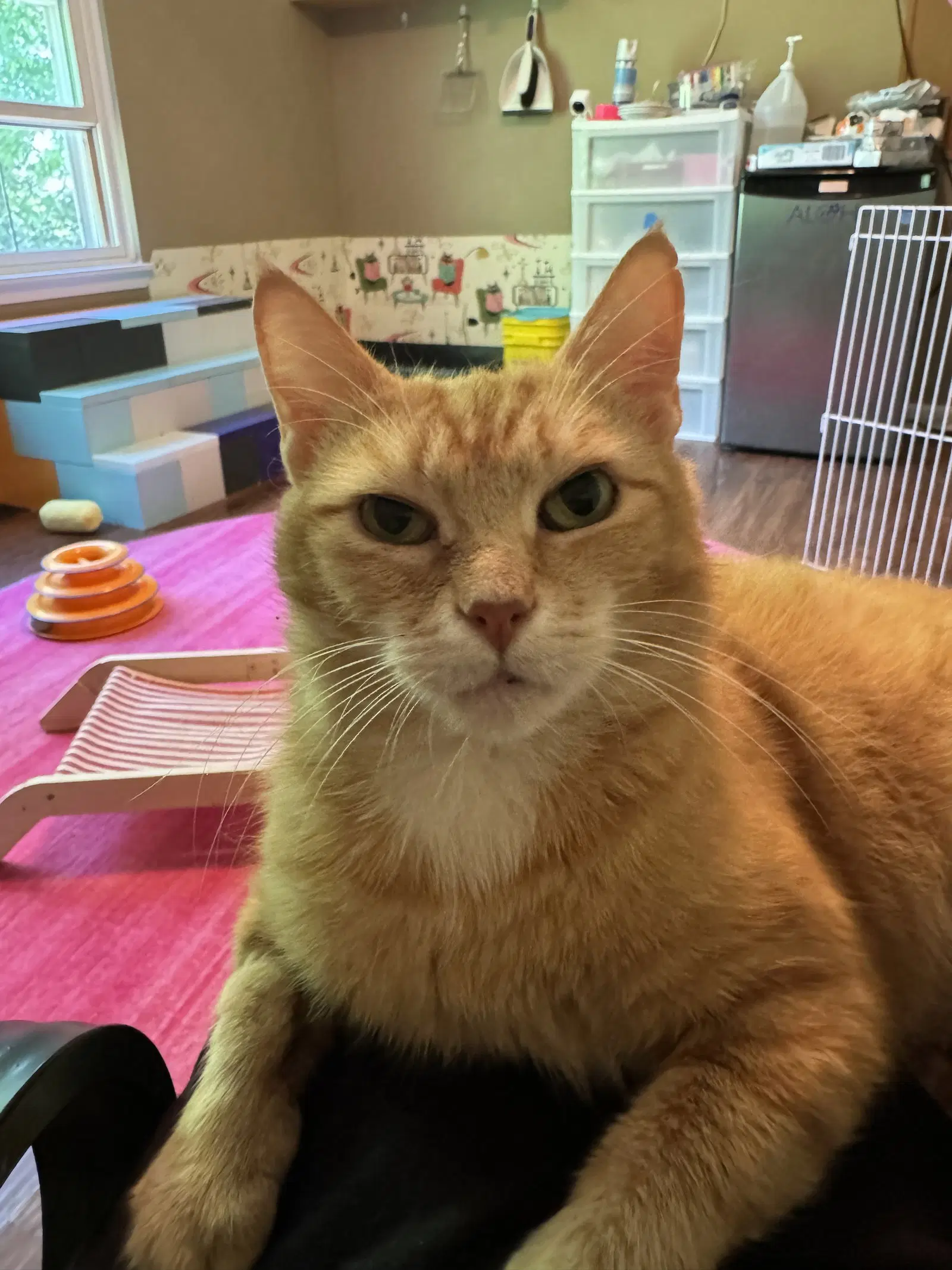 Bebe - Domestic Short Hair