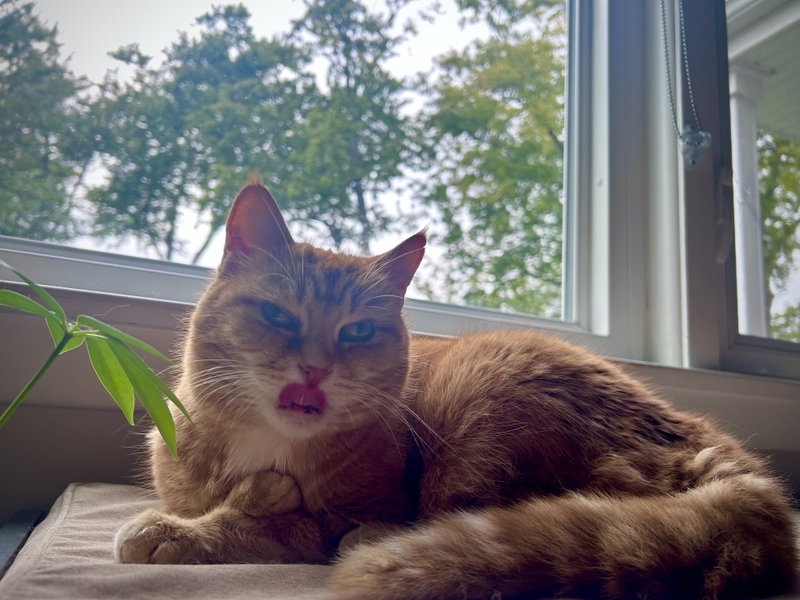 Bebe, an adult female cat up for adoption