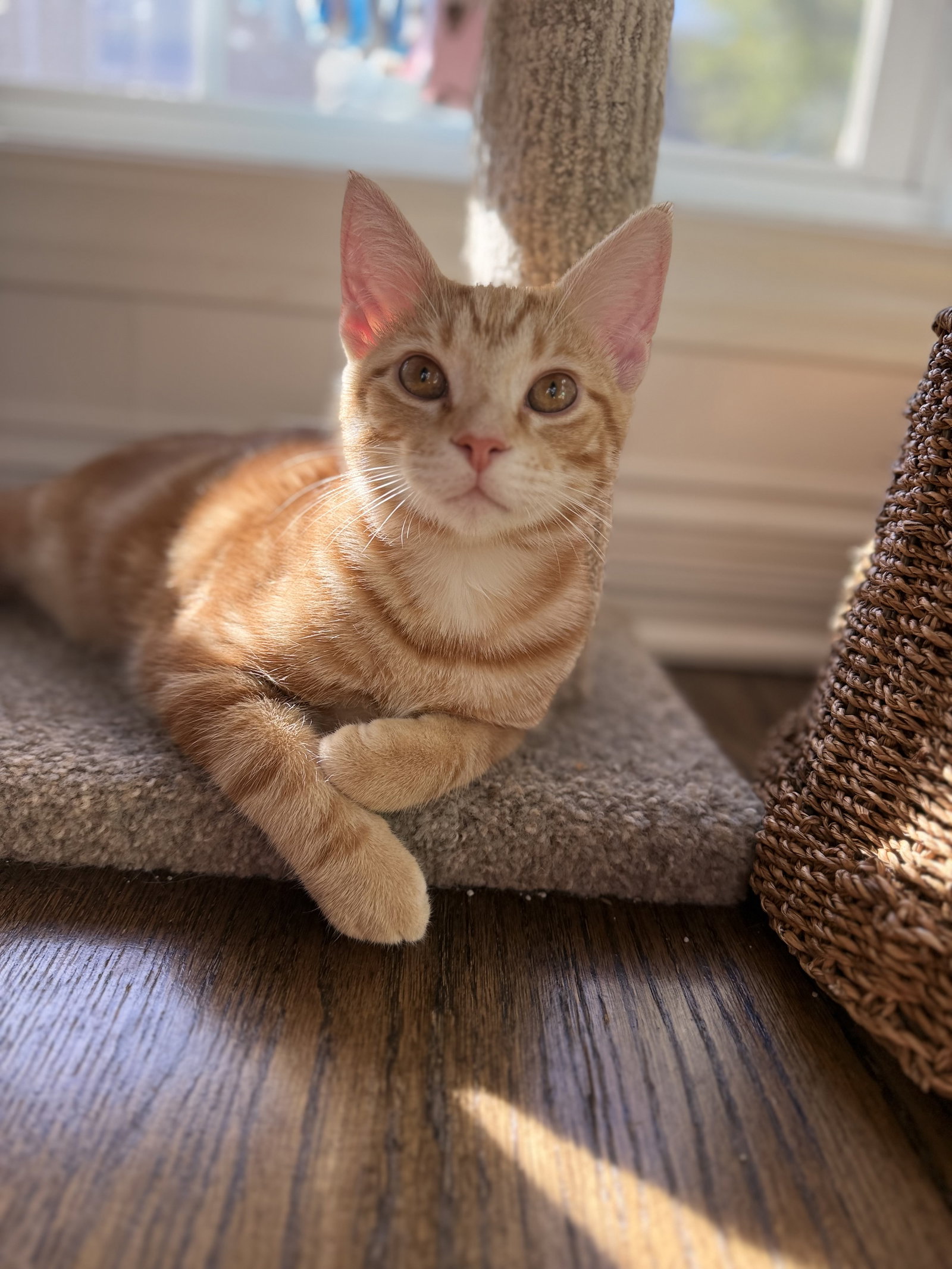 Biscuit