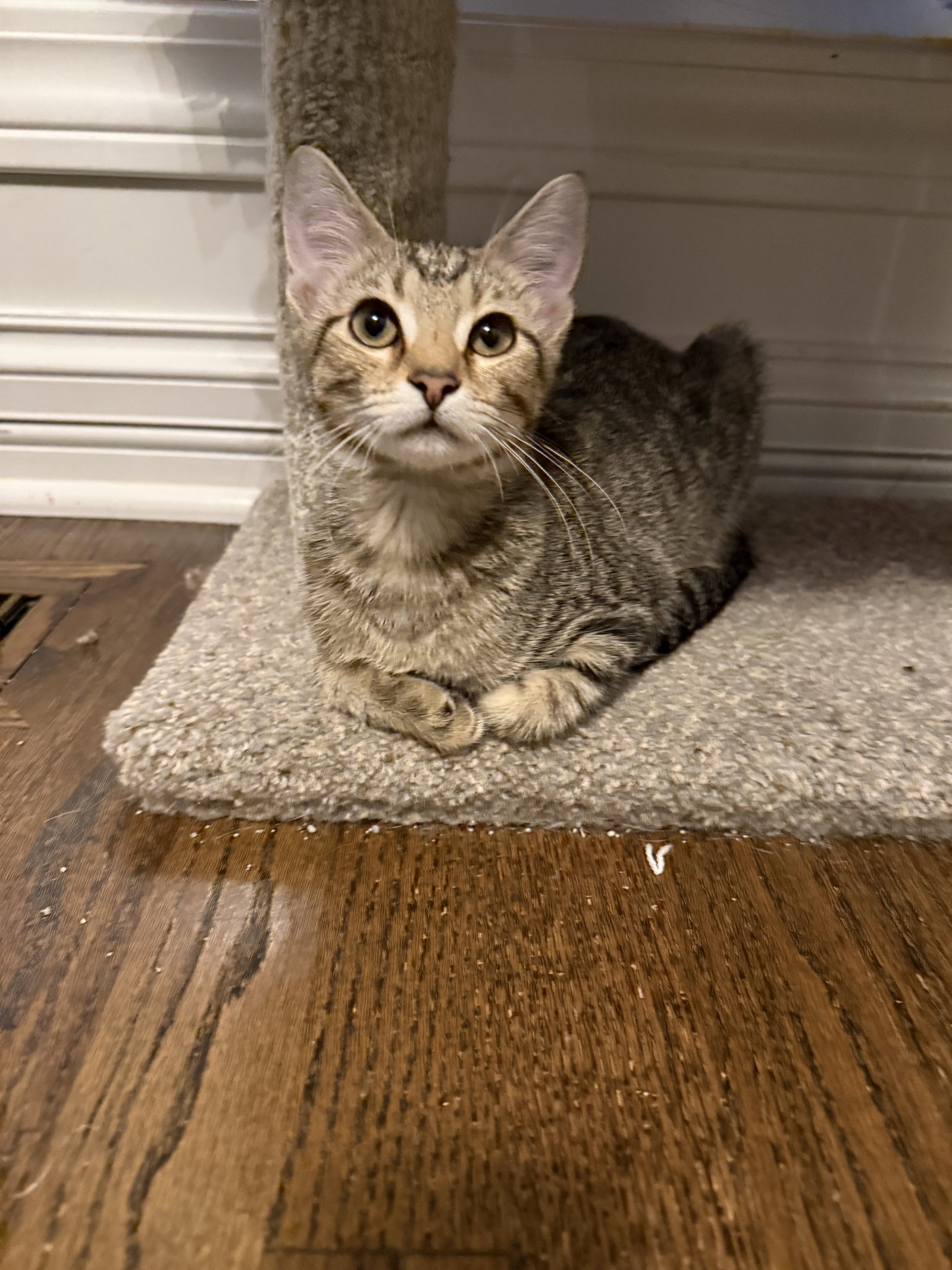Pecan