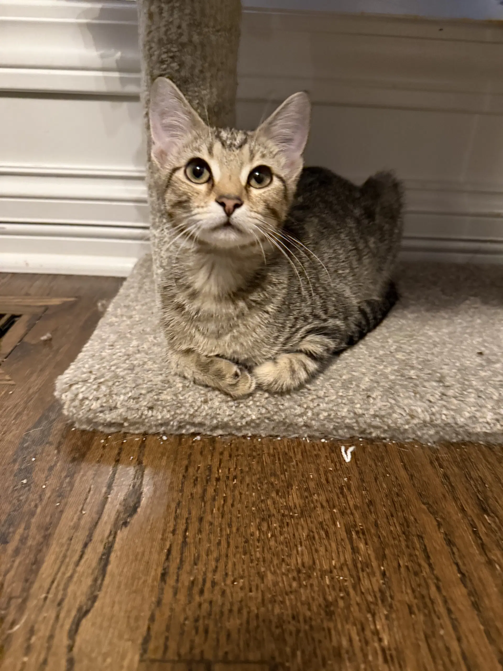Pecan - Domestic Short Hair