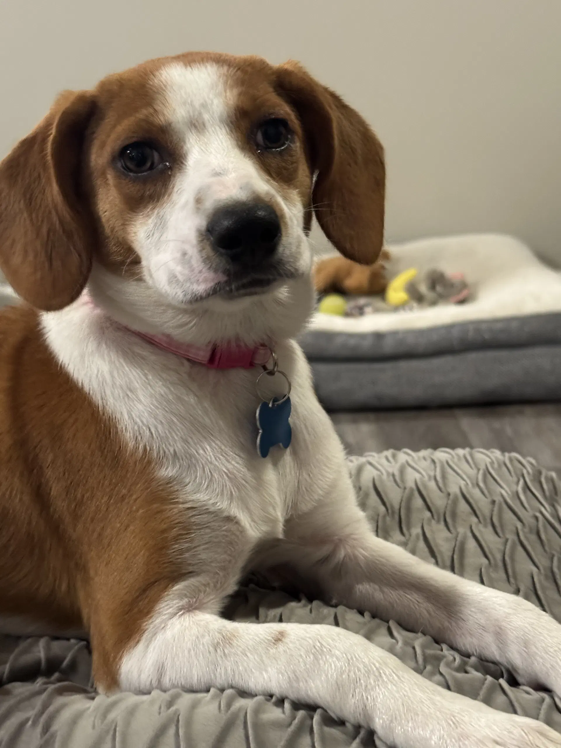 Harriet - Beagle