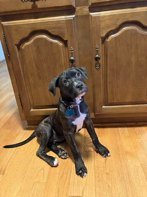 Marcie, an adoptable dog