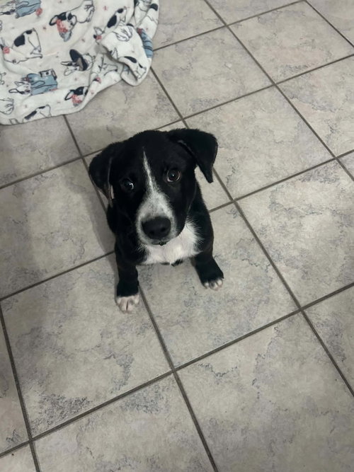Pineapple, an adoptable dog