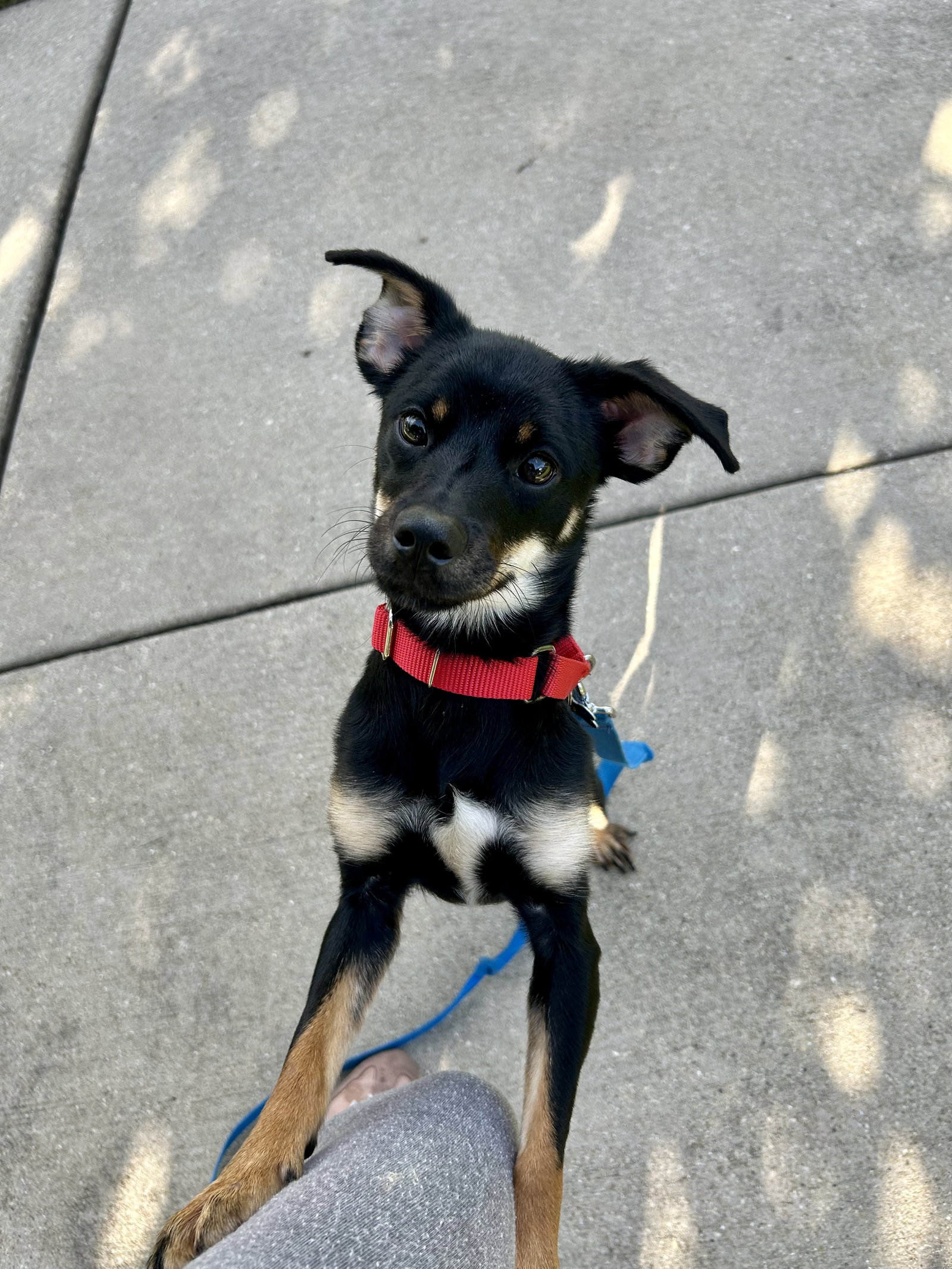 Mitzi, Chihuahua