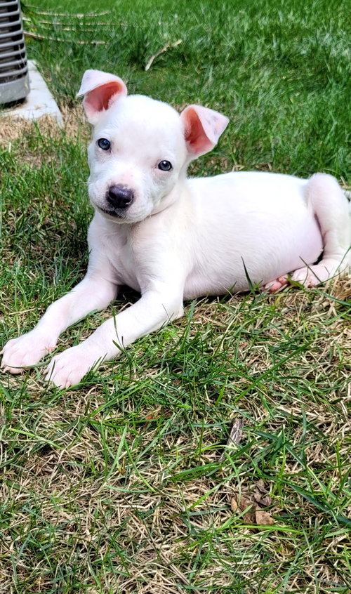 Sheldon, an adoptable dog