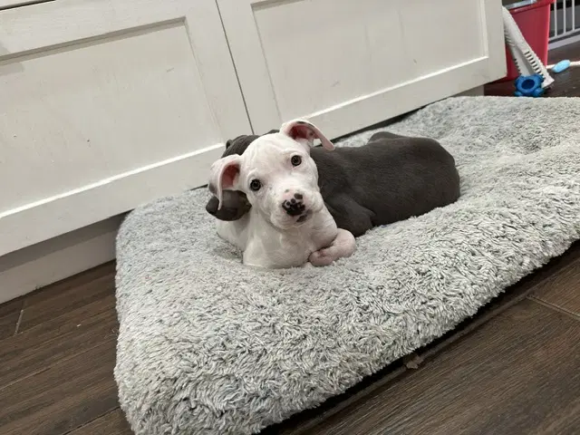 Piglet - Terrier
