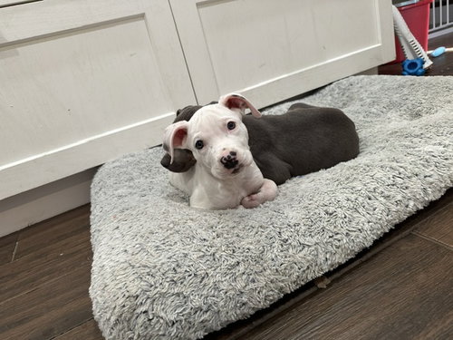 Piglet, an adoptable dog