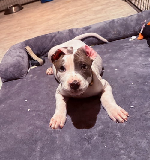 Pooh Bear, an adoptable dog