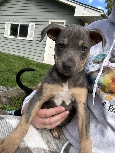 Tigger, an adoptable dog