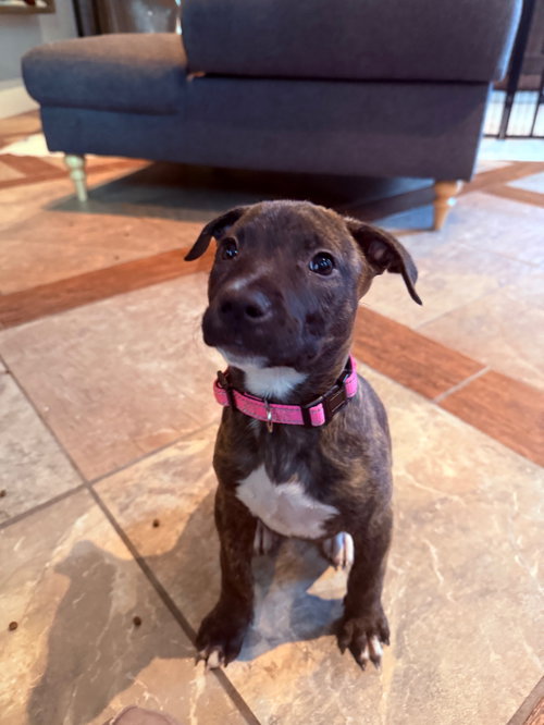 Roo, an adoptable dog