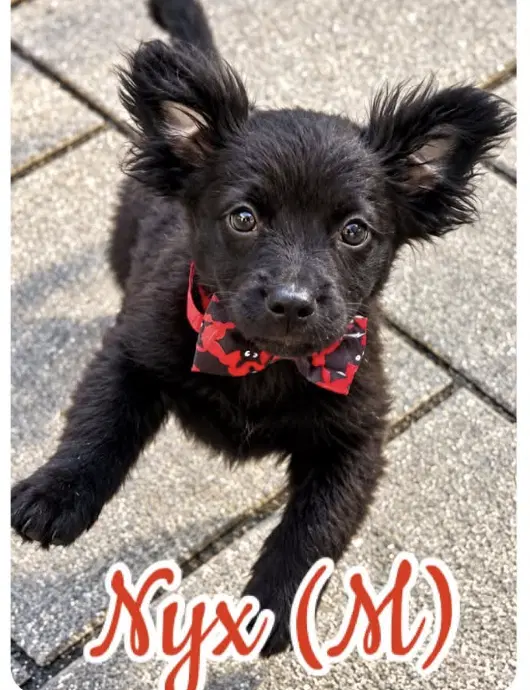Nyx - Shih Tzu