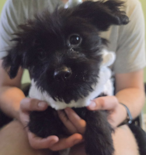 Rose, an adoptable dog