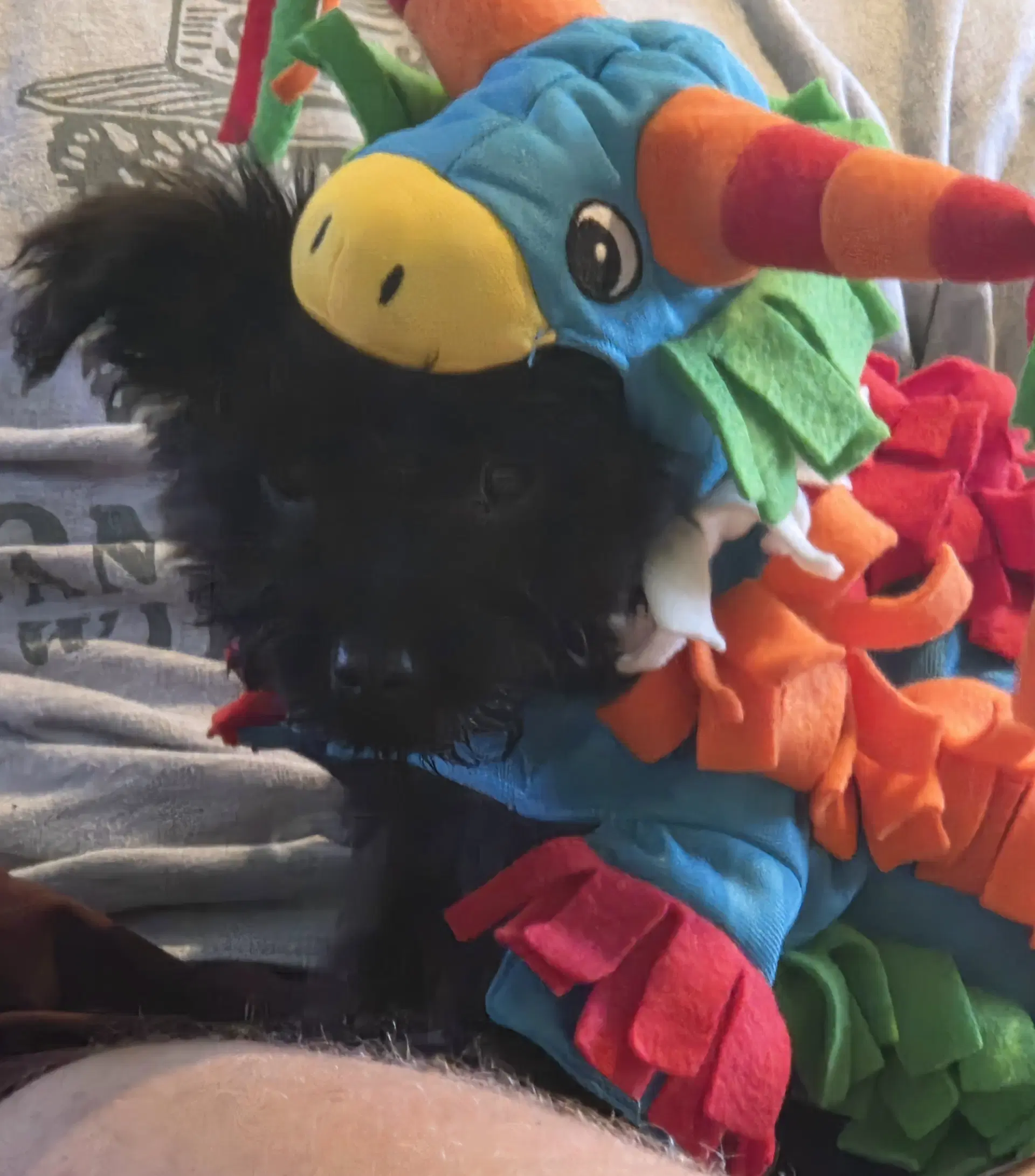 Stanley - Shih Tzu