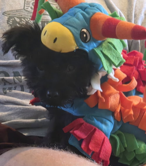 Stanley, an adoptable dog