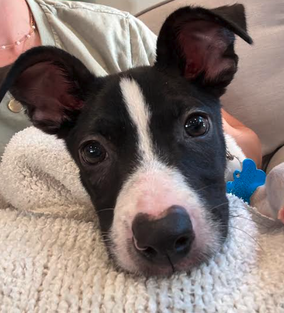 Charlie, an adoptable dog