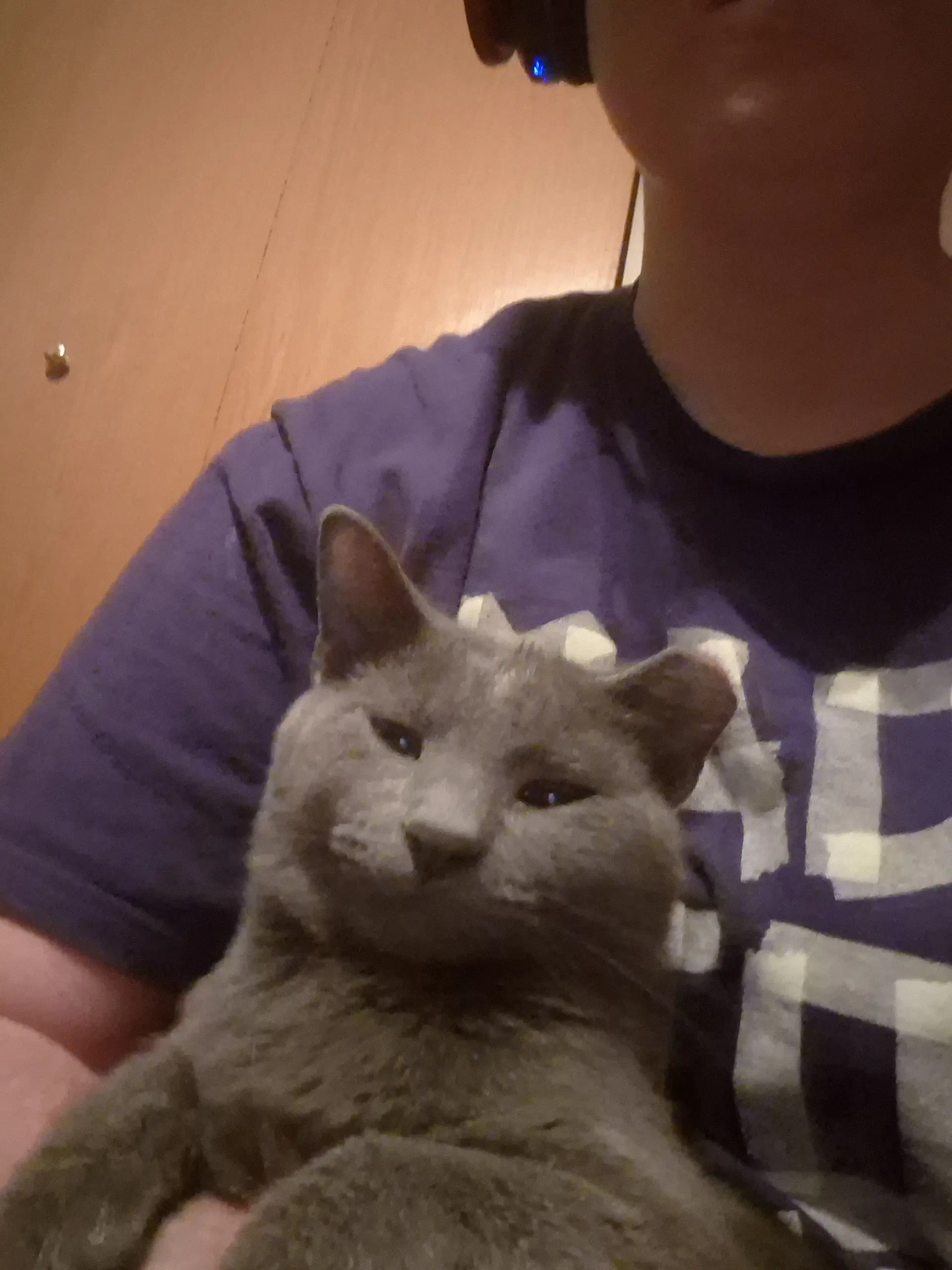 Harry - Domestic Short Hair