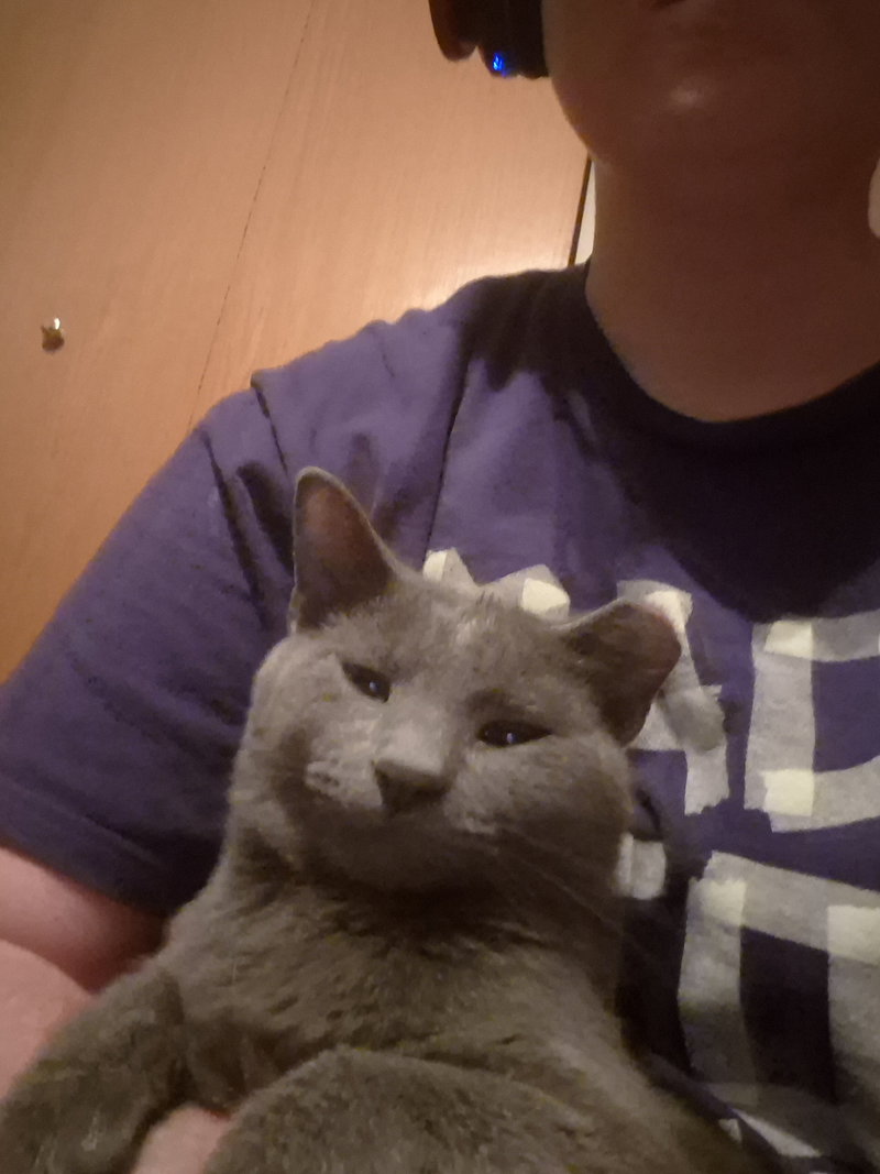 Harry, an adult male cat up for adoption