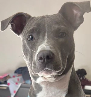 Ava