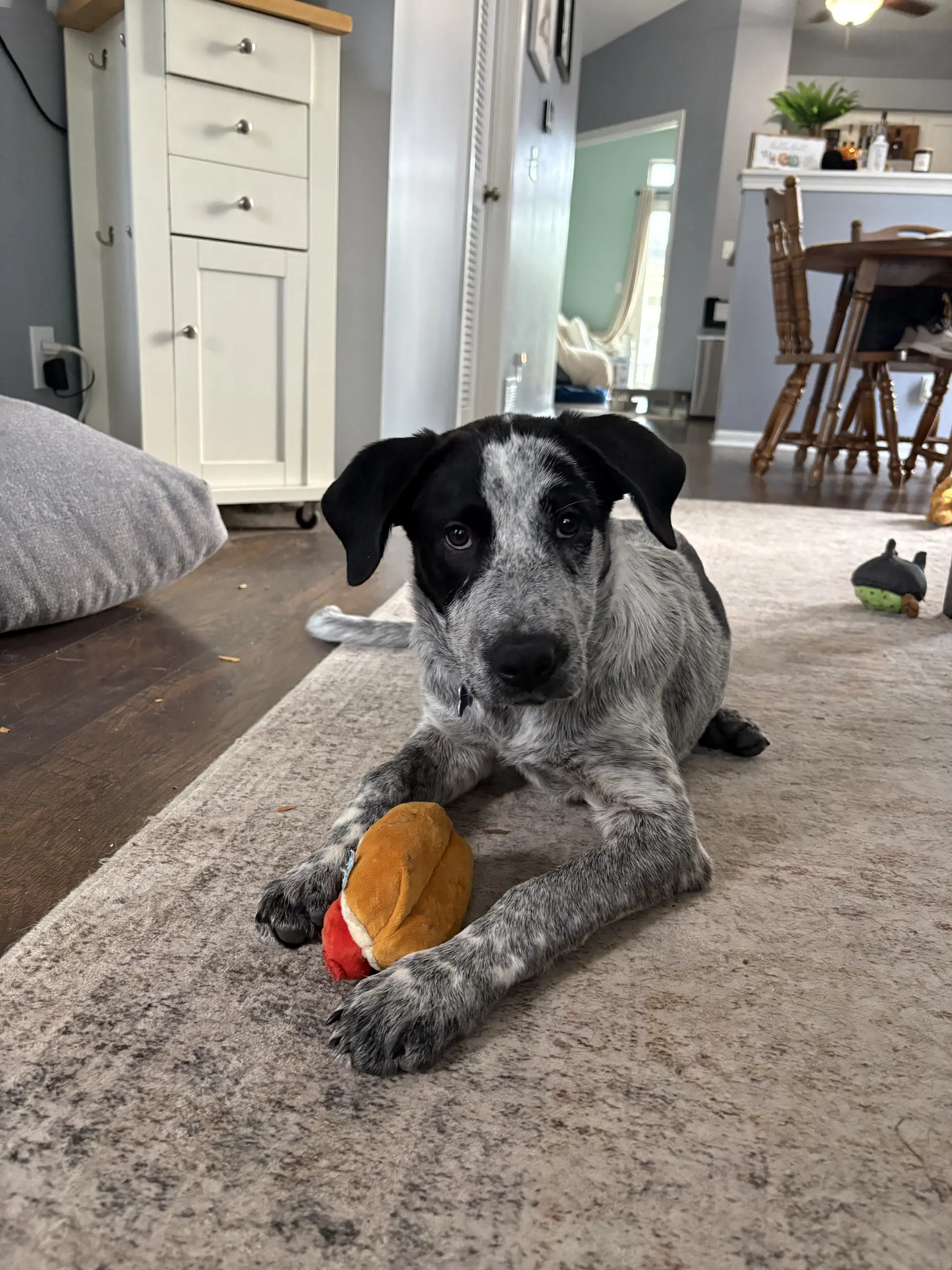 Sammy Stings - Hound