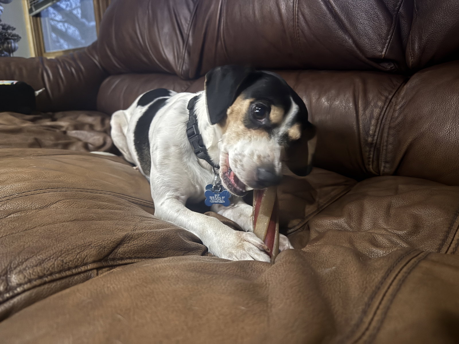 Skip, photo 2