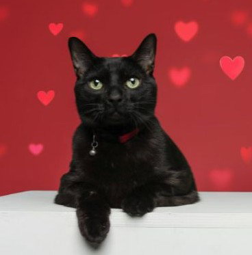 Augustus, an adoptable Domestic Short Hair in Wilmington, NC