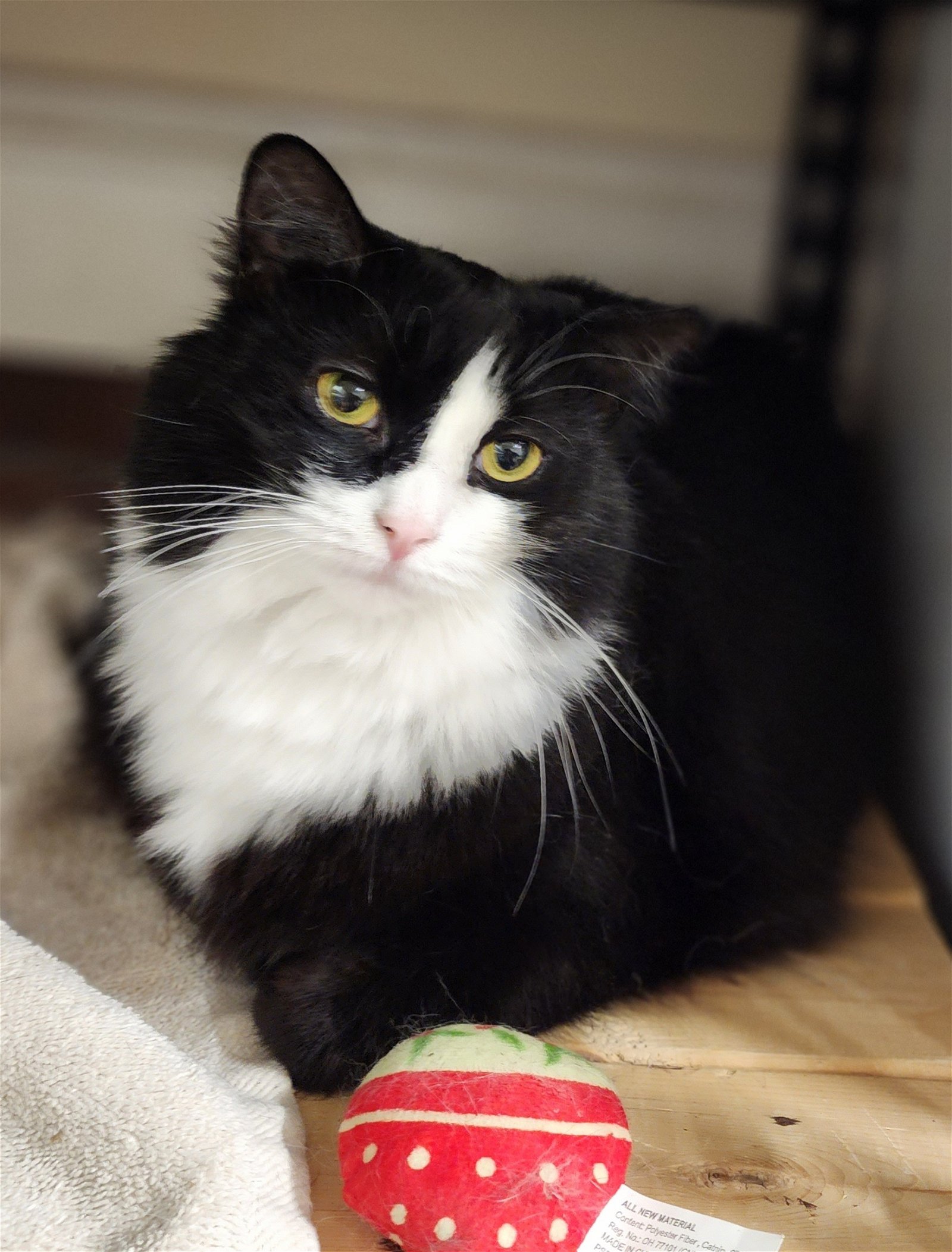adoptable Cat in Wilmington, NC named Reeses