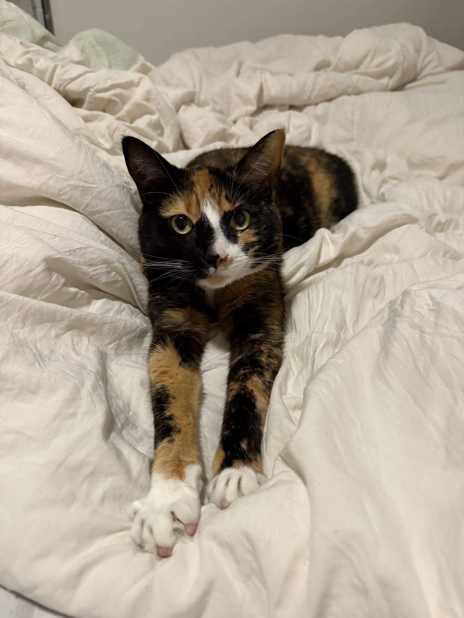 adoptable Cat in Wilmington, NC named Milky Way