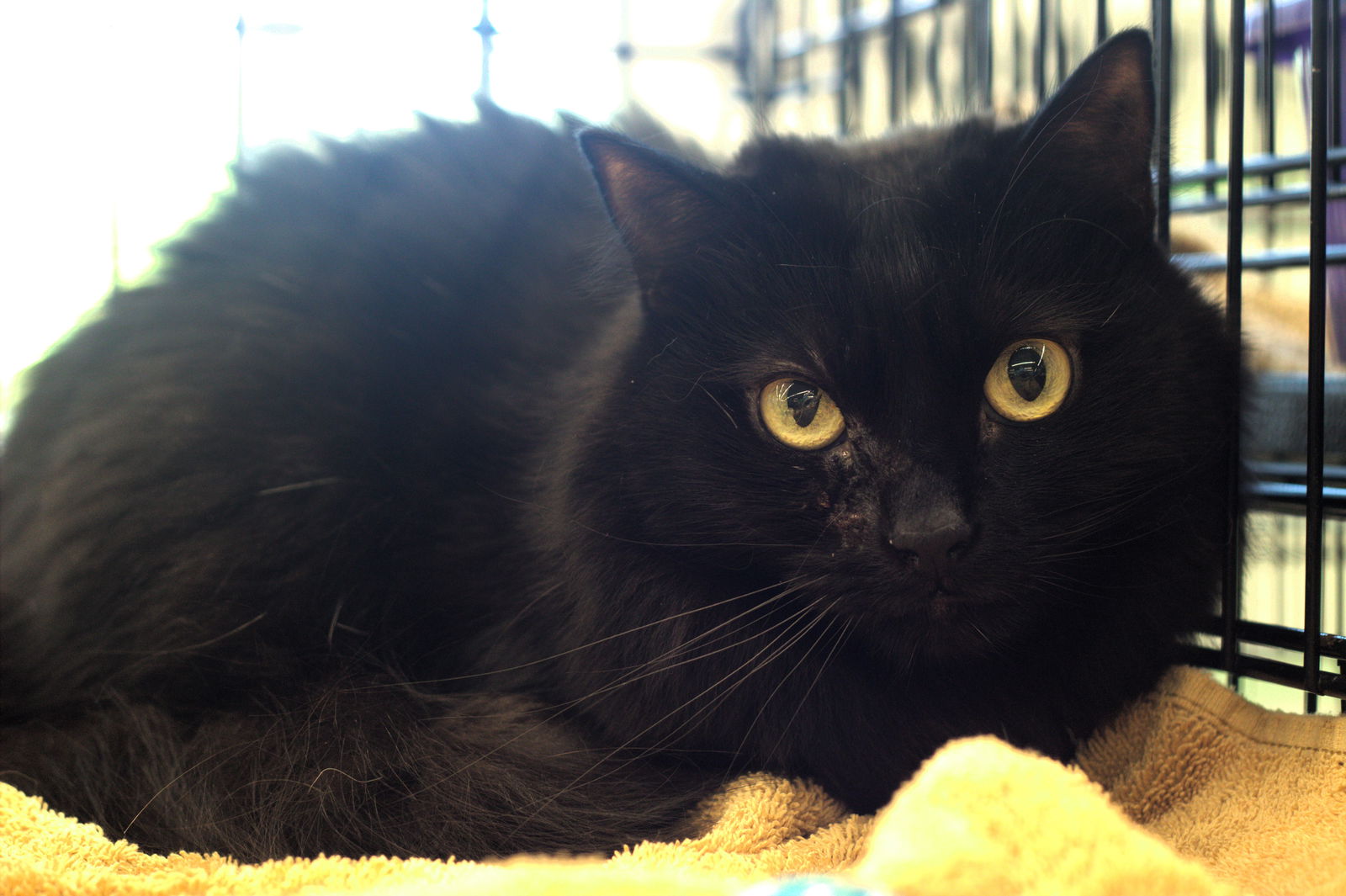 adoptable Cat in Wilmington, NC named Meredith
