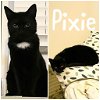 adoptable Cat in wilmington, IL named Pixie