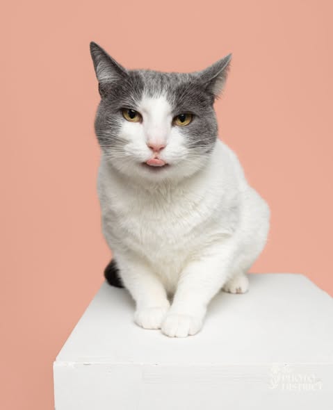 Minny, an adoptable Domestic Short Hair in Wilmington, NC