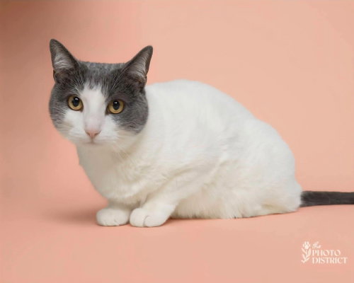 Minny, a cat for adoption from All 4 Cats Rescue