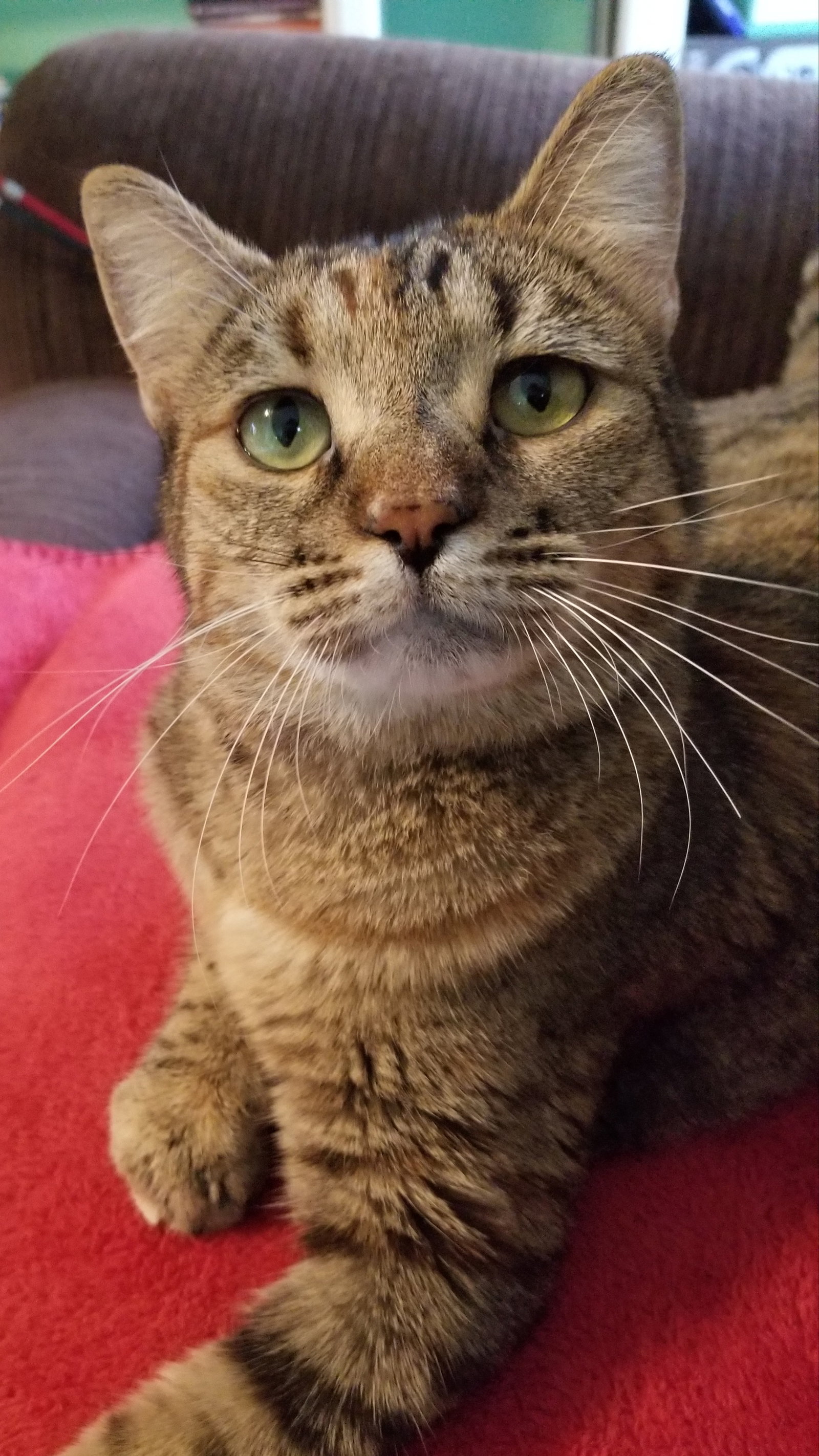 Cat adoption in Wilmington, NC 28409 Domestic Short Hair / Mixed Cat