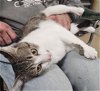 adoptable Cat in wilmington, nc, NC named Cornelia