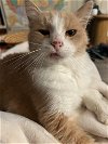 adoptable Cat in wilmington, IL named Mannie