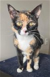 adoptable Cat in wilmington, IL named Nebraska