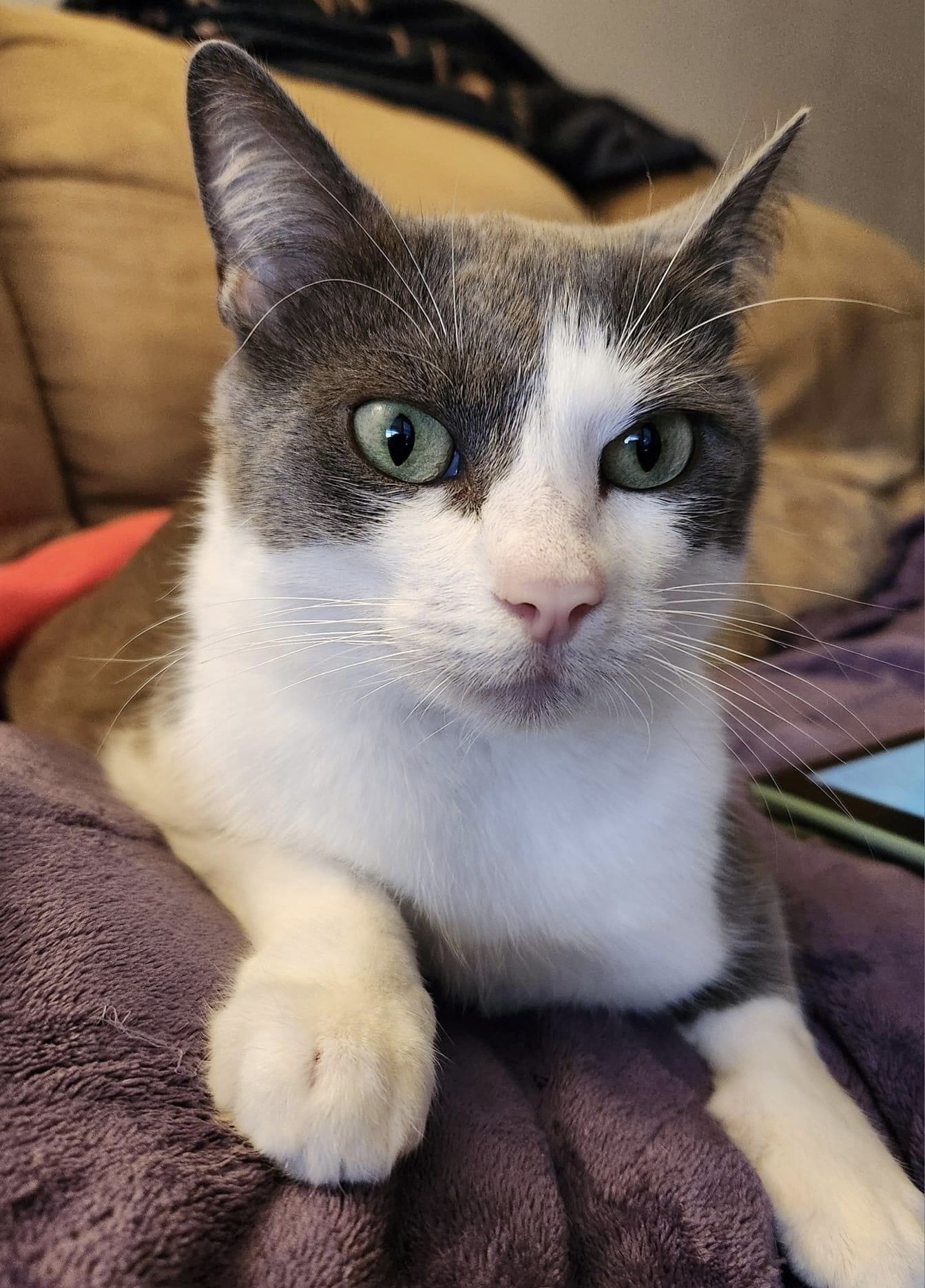 adoptable Cat in Wilmington, NC named Luna Bell