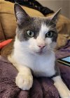 adoptable Cat in wilmington, nc, NC named Luna Bell