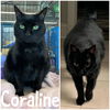 adoptable Cat in Wilmington, NC named Coraline