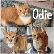 adoptable Cat in Wilmington, NC named Odie