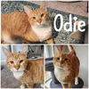 adoptable Cat in Wilmington, NC named Odie