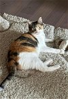adoptable Cat in wilmington, NC named Cece